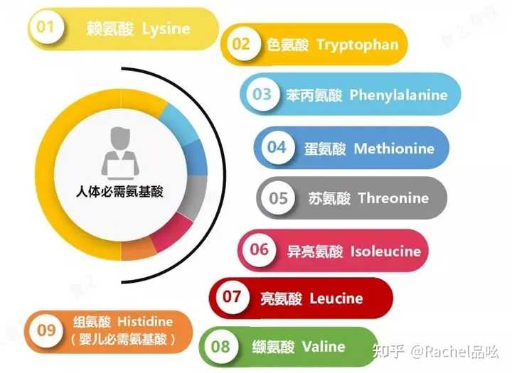 成年男子健康食谱_成年男性营养食谱_成年男性健身餐营养表